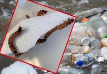 "Supergusanos": una larva que come plástico propone una solución a la contaminación