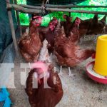 MEFFCA inaugura pequeña granja avícola, en comunidad de Nandaime