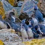 Cientos de pingüinos en Nueva Zelanda mueren por causas desconocidas Cientos de pingüinos en Nueva Zelanda mueren por causas desconocidas