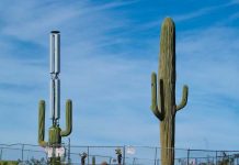 Afirman que los cactus funcionan como antena de banda ancha (WIFI)