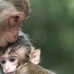 ¡Insólito! Mono pide ayuda para su bebé en la India ¡Insólito! Mono pide ayuda para su bebé en la India
