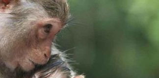 ¡Insólito! Mono pide ayuda para su bebé en la India