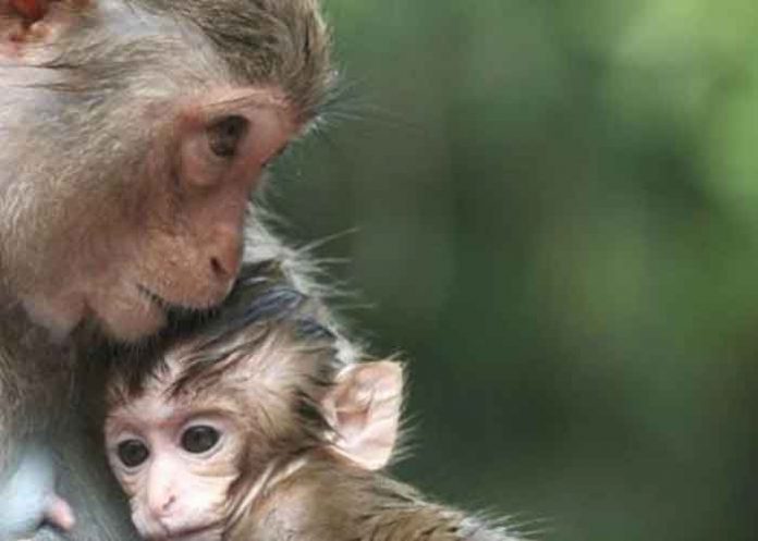 ¡Insólito! Mono pide ayuda para su bebé en la India