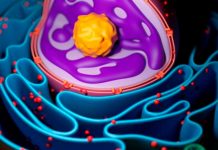 Virus vegetal: Posible cura contra cáncer de Colon Virus vegetal: Posible cura contra cáncer de Colon