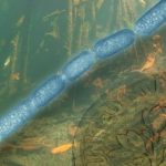 Encuentran bacterias 5 mil veces mayores de lo normal en manglares Encuentran bacterias 5 mil veces mayores de lo normal en manglares