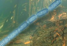 Encuentran bacterias 5 mil veces mayores de lo normal en manglares Encuentran bacterias 5 mil veces mayores de lo normal en manglares