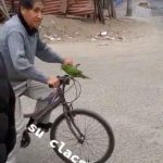 "El mejor pito del mundo": Abuelito usa loro como bocina en Perú