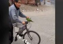 «El mejor pito del mundo»: Abuelito usa loro como bocina en Perú "El mejor pito del mundo": Abuelito usa loro como bocina en Perú