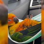 ¡Tierno! Loro se hecha siesta en una mascarilla
