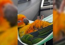 ¡Tierno! Loro se hecha siesta en una mascarilla ¡Tierno! Loro se hecha siesta en una mascarilla