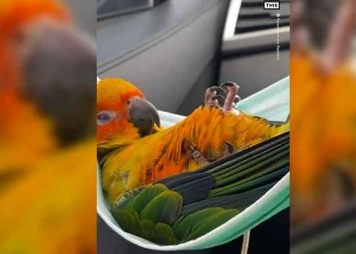 ¡Tierno! Loro se hecha siesta en una mascarilla