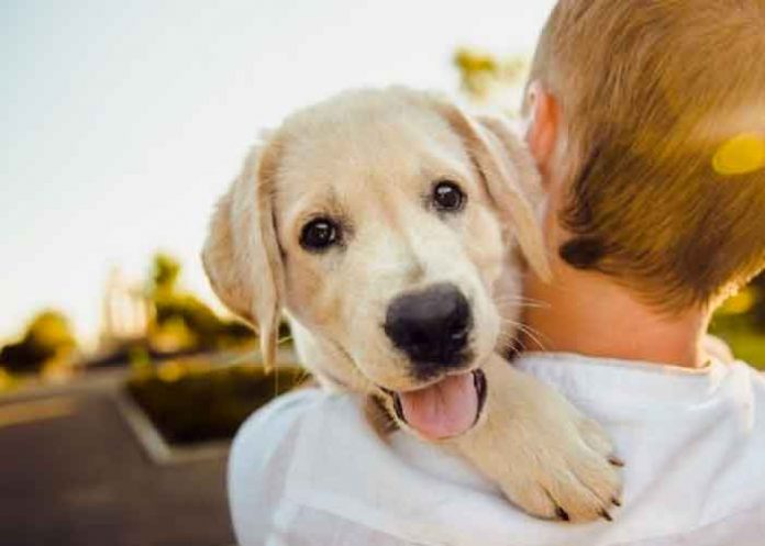 Perrito se vuelve viral tras bailar al son de una banda ¡VIDEO!