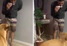 Viral: Joven hace bailar a su perro con armónica Viral: Joven hace bailar a su perro con armónica