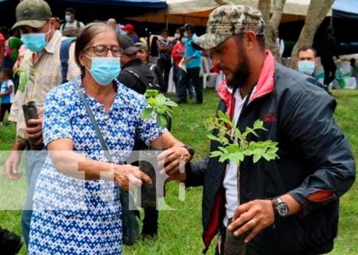 Realizan lanzamiento de jornada nacional de reforestación en Jinotega