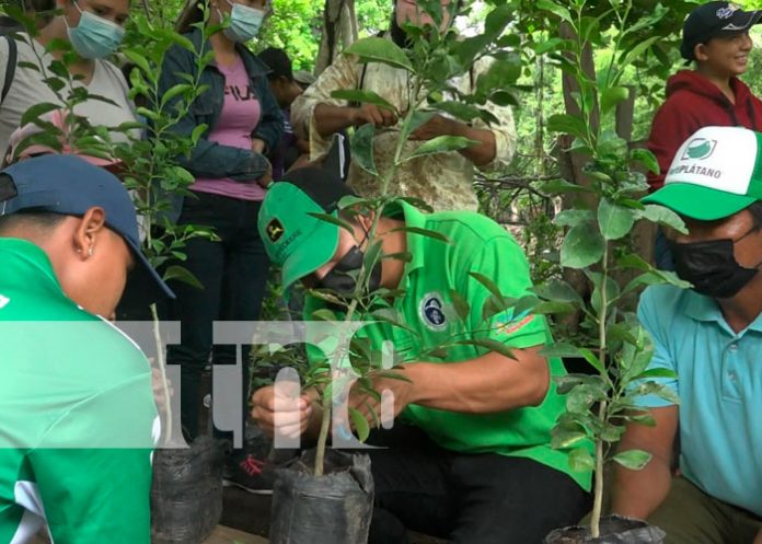 Productores aprenden a injertar plantas frutales en la Isla de Ometepe