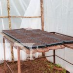Entregan micro túnel con capacidad de producir 4 mil plantas en Mulukukú Entregan micro túnel con capacidad de producir 4 mil plantas en Mulukukú