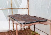 Entregan micro túnel con capacidad de producir 4 mil plantas en Mulukukú Entregan micro túnel con capacidad de producir 4 mil plantas en Mulukukú