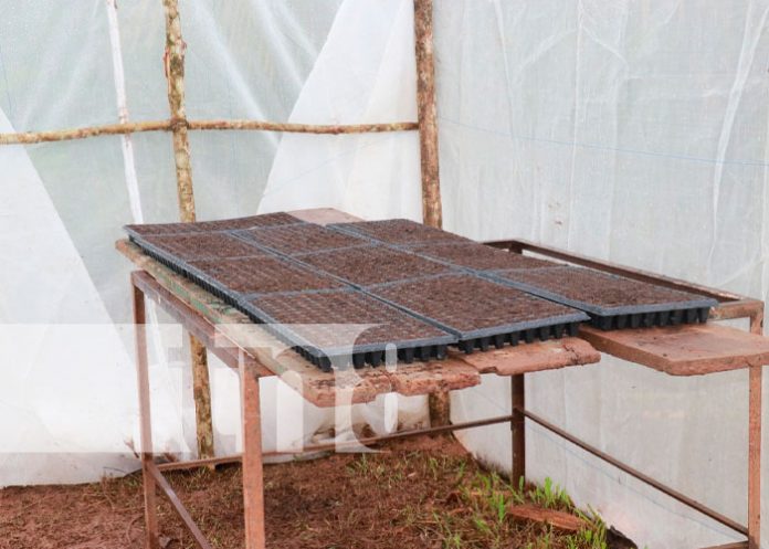 Entregan micro túnel con capacidad de producir 4 mil plantas en Mulukukú
