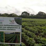 Recorrido por Centro Nacional de Investigación en Frijol «La Compañía» Masatepe, Masaya Recorrido por Centro Nacional de Investigación en Frijol "La Compañía" Masatepe, Masaya