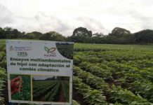 Recorrido por Centro Nacional de Investigación en Frijol «La Compañía» Masatepe, Masaya Recorrido por Centro Nacional de Investigación en Frijol "La Compañía" Masatepe, Masaya