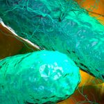 ¡Cuidado! Bacteria de fiebre tifoidea es más resistente a antibióticos