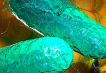 ¡Cuidado! Bacteria de fiebre tifoidea es más resistente a antibióticos ¡Cuidado! Bacteria de fiebre tifoidea es más resistente a antibióticos