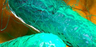 ¡Cuidado! Bacteria de fiebre tifoidea es más resistente a antibióticos