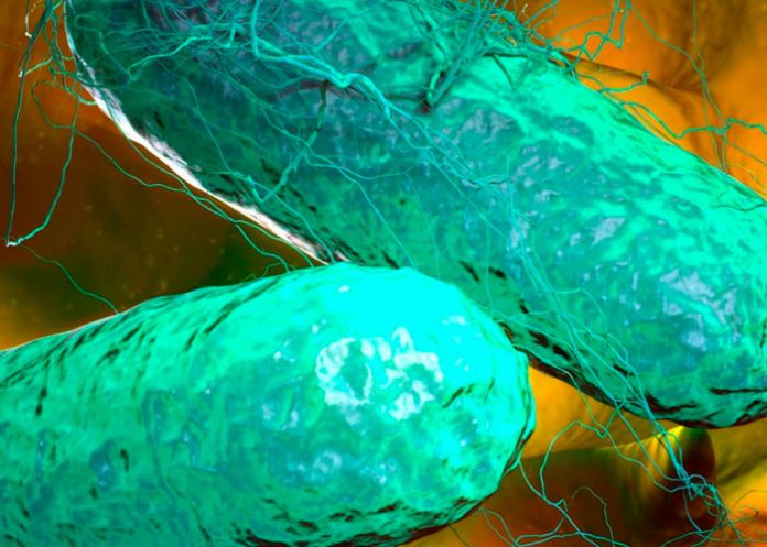 2 ¡Cuidado! Bacteria de fiebre tifoidea es más resistente a antibióticos