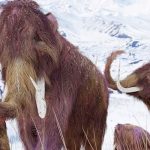 Hallan cría momificada de un mamut lanudo de hace 30 mil años en Canadá