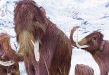 Hallan cría momificada de un mamut lanudo de hace 30 mil años en Canadá Hallan cría momificada de un mamut lanudo de hace 30 mil años en Canadá