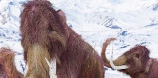 Hallan cría momificada de un mamut lanudo de hace 30 mil años en Canadá