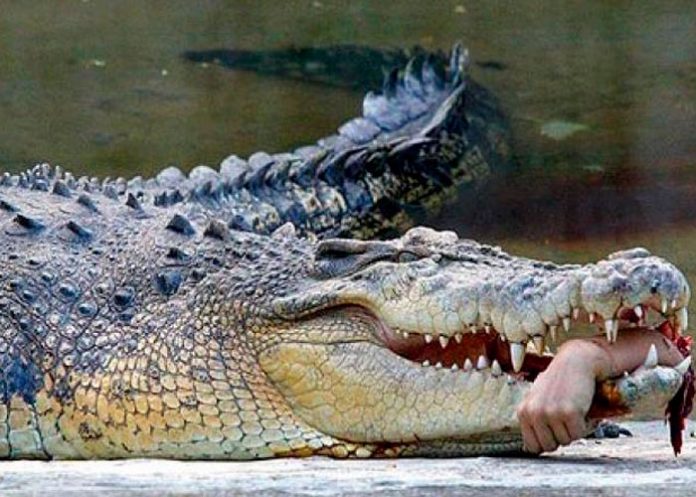 2 Caimán descuartiza a un hombre en Estados Unidos.