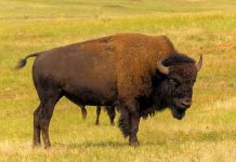 En video: Familia es atacada por bisonte en Yellowstone En video: Familia es atacada por bisonte en Yellowstone
