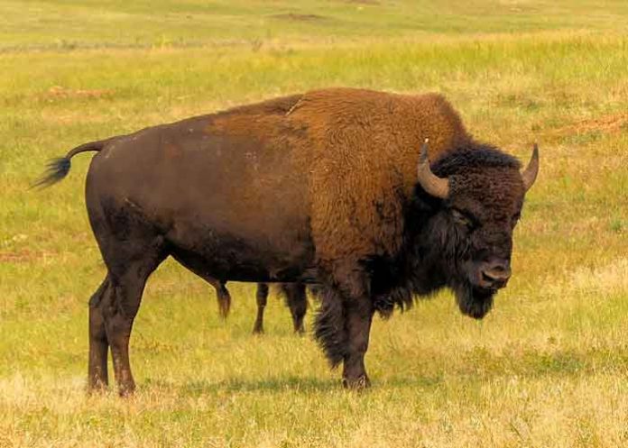 En video: Familia es atacada por bisonte en Yellowstone