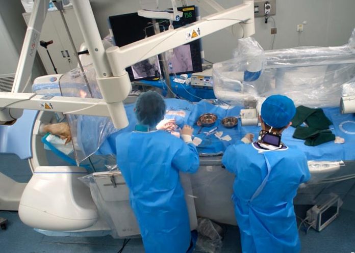 Científicos chinos implantan un sensor cerebral en animal