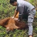 Viral: Orangután es salvado de ahogarse por cuidador de zoológico Viral: Orangután rescatado de ahogarse por cuidador de zoológico