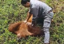 Viral: Orangután es salvado de ahogarse por cuidador de zoológico Viral: Orangután rescatado de ahogarse por cuidador de zoológico