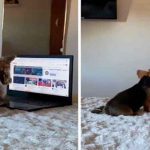 ¡Que inteligente! Perrita se vuelve vira por usar computadora ¡Que inteligente! Perrita se vuelve vira por usar computadora