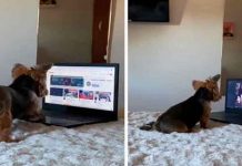 ¡Que inteligente! Perrita se vuelve vira por usar computadora ¡Que inteligente! Perrita se vuelve vira por usar computadora
