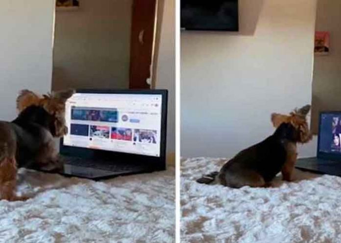 ¡Que inteligente! Perrita se vuelve vira por usar computadora