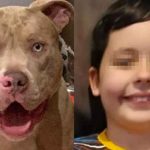 ¡Atroz! Bulldog asesinó a un niño de 7 años en Reino Unido ¡Atroz! Bulldog asesinó a un niño de 7 años en Reino Unido