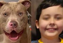 ¡Atroz! Bulldog asesinó a un niño de 7 años en Reino Unido ¡Atroz! Bulldog asesinó a un niño de 7 años en Reino Unido