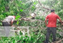 Frondoso árbol cae sobre la Ctra. de San Carlos, Río San Juan