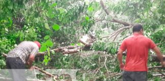Frondoso árbol cae sobre la Ctra. de San Carlos, Río San Juan