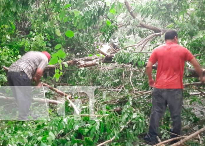 Frondoso árbol cae sobre la Ctra. de San Carlos, Río San Juan