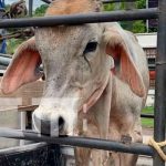 Realizan alegre festival de rifas de ternero en Juigalpa