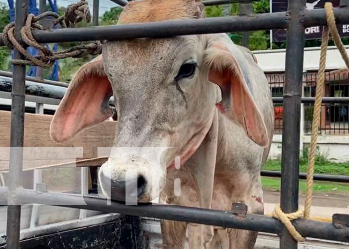 3 Realizan alegre festival de rifas de ternero en Juigalpa