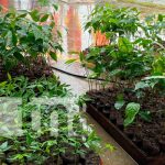 Cruzada Nacional de reforestación en La Libertad, Chontales Cruzada Nacional de reforestación en la Libertad, Chontales