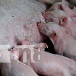 Bonos productivos rinden frutos a agricultores de Masaya Bonos productivos rinden frutos a agricultores de Masaya