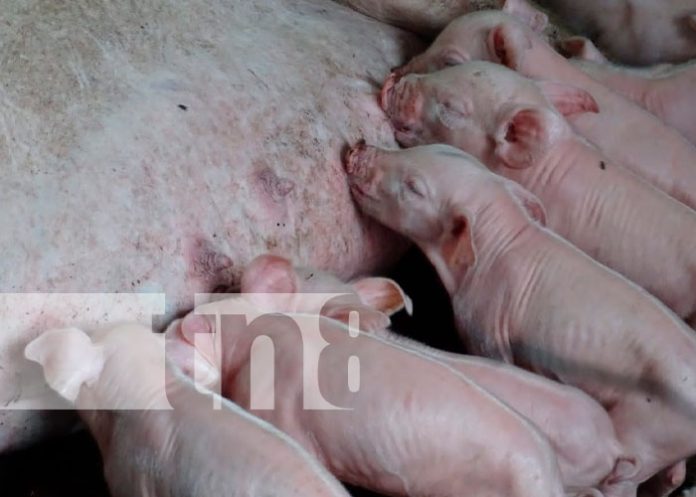 Bonos productivos rinden frutos a agricultores de Masaya